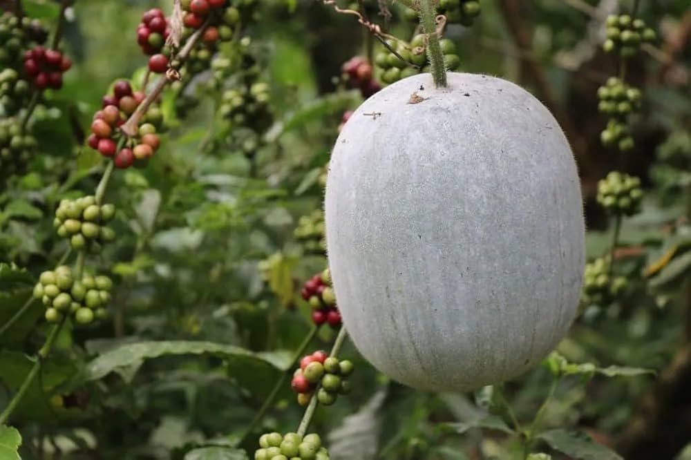 Winter Melon Seeds for high-yield, heat-tolerant gourds, ideal for Asian cuisine, soups, and long-term storage